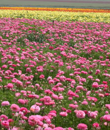 Field of Roses